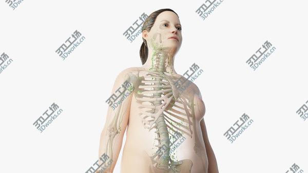 images/goods_img/20210312/Obese  Female Skin, Skeleton And Lymphatic System Rigged 3D model/1.jpg